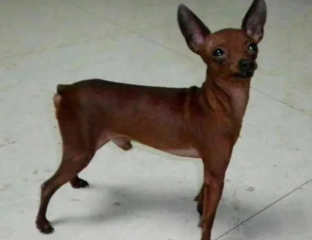 巧克力小鹿犬图片