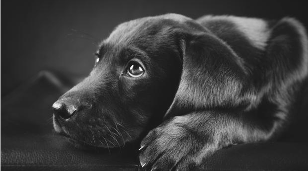 纯黑色拉布拉多犬有多么的美丽动人?这5点个性特征令人"魂牵梦萦"