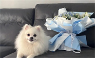 博美犬好养吗容易生病吗