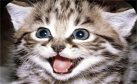 如何让猫咪安心待在家中？帮助它适应环境！