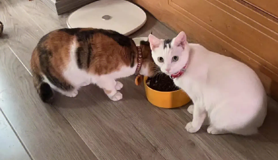 猫咪耳朵大面积掉毛怎么办?教你一招简单有用的方法