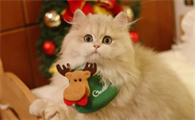 为什么要自己养猫咪