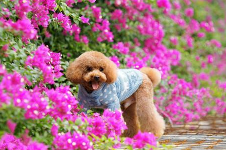 母泰迪绝育还会经期吗，泰迪母犬做绝育好吗？