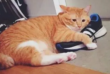猫咪为什么喜欢玩主人鞋子 猫咪为什么喜欢玩主人鞋子