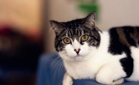什么是猫白血病?猫白血病的症状及防治方法 什么是猫白血病?猫白血病的症状及防治方法