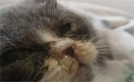 小猫流鼻涕吃什么药合适