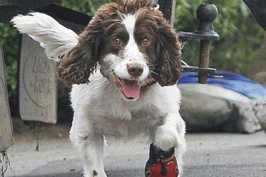 狗狗脚板肥厚越来越讨人喜欢?可身后犬瘟热等安全隐患确是很大 狗狗脚板肥厚越来越讨人喜欢?可身后犬瘟热等安全隐患确是很大