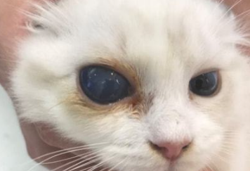 猫白内障不治会怎么样