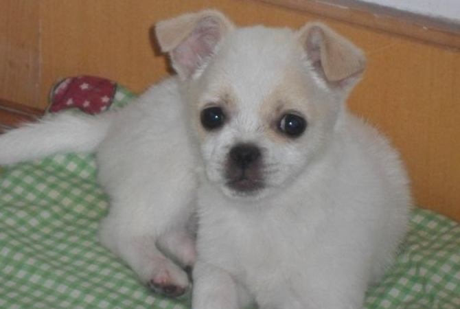 多小的狗算幼犬