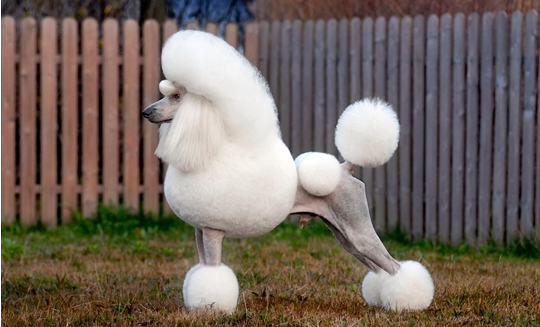 贵妇犬的参赛标准是怎样的 贵妇犬的参赛标准是怎样的