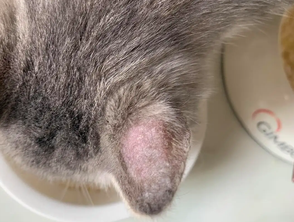 猫咪耳朵掉毛是猫癣吗？