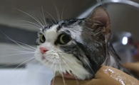 宠物店给猫咪洗澡多久