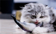 宠物猫能不能吃鱼刺