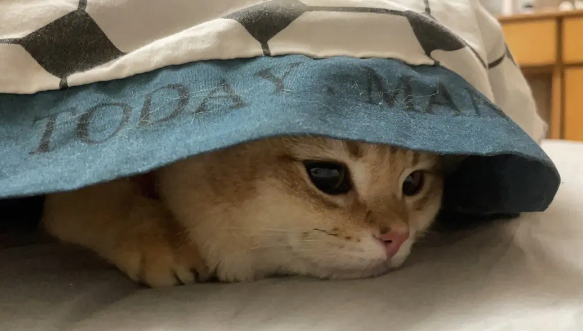 怎样纠正宠物猫钻被窝的坏习惯?猫总钻被窝怎么办? 怎样纠正宠物猫钻被窝的坏习惯?猫总钻被窝怎么办?
