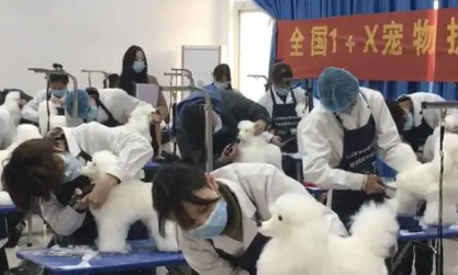 宠物护理与美容职业技能等级证书拿证要多少钱