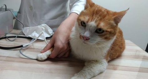 猫咪为什么会得肾病呢 猫咪为什么会得肾病呢
