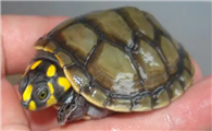 黄头侧颈龟可以深水养吗？