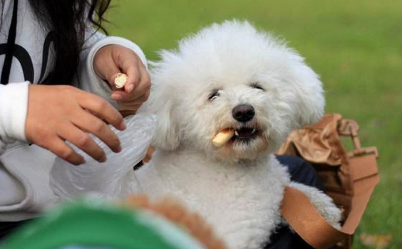 饲养泰迪犬的6个“弊端”，看一下你是不是能接纳