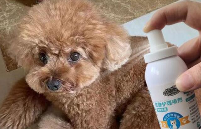 泰迪耳朵真菌感染用什么药好 泰迪耳朵真菌感染用什么药好