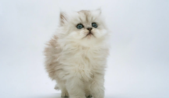 购买宠物猫的渠道有哪些