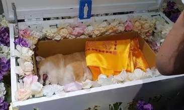 狗狗火化服务价格