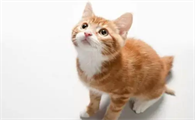 头孢类消炎药可以治疗猫鼻支吗?有用吗?