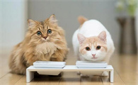 怎么样给猫配种最安全