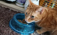 为什么喜欢在家里养猫咪的原因