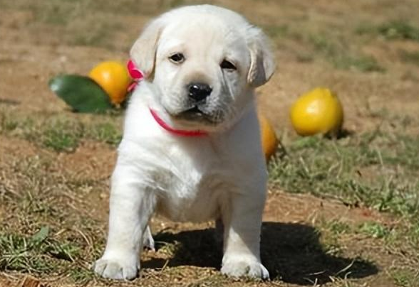 拉布拉多幼犬喂多少 拉布拉多幼犬喂多少