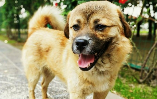 世界最忠实的四种小狗，中华田园犬第一，实至名归