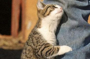 为什么会有好多猫咪喜欢蹭我 为什么会有好多猫咪喜欢蹭我