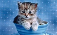 猫晚上不睡觉、乱叫怎么办?帮你解决夜猫子!