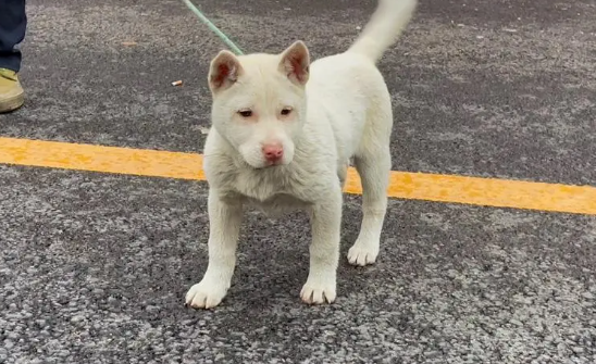 怎么训练小下司猎犬,下司犬训练猎捕方法!