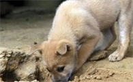 农村养狗吃什么饲料