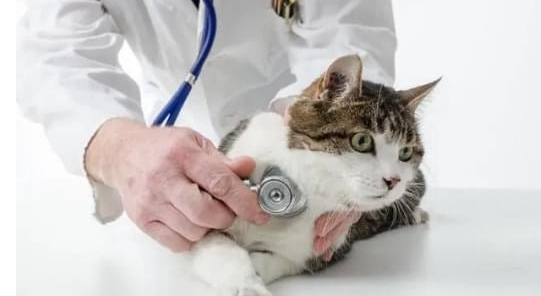 猫的心跳一分钟跳多少次啊？