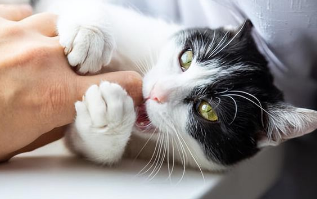 猫咪躺着会咬人吗 猫咪躺着会咬人吗