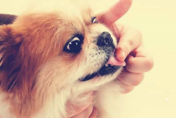 狗狗鼻头退色表达不身心健康？