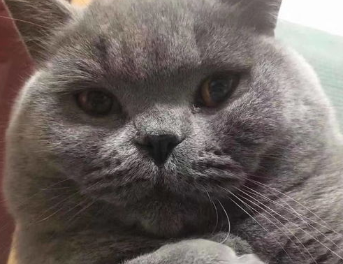 雄性蓝猫的尿道造口手术后需要注意哪些事项? 雄性蓝猫的尿道造口手术后需要注意哪些事项?