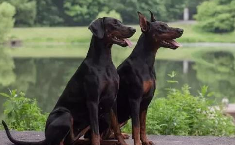 一文告诉你,杜宾犬的几种常见疾病是哪些? 一文告诉你,杜宾犬的几种常见疾病是哪些?