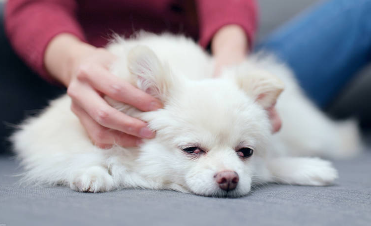 狗狗为什么喜欢捏脖子