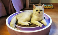 猫咪不由自主发抖,有可能是因为疾病引起的?