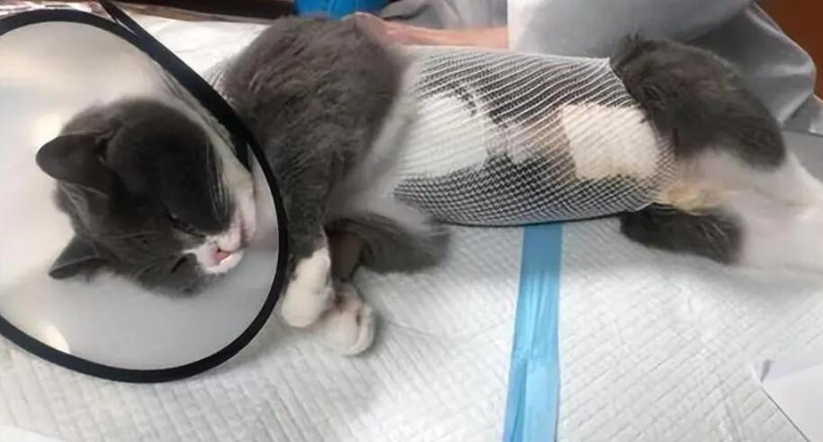 猫咪绝育多久会发胖