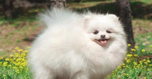 第一次养博美犬,留意这6点能够 让它健康快乐成长 第一次养博美犬,留意这6点能够 让它健康快乐成长