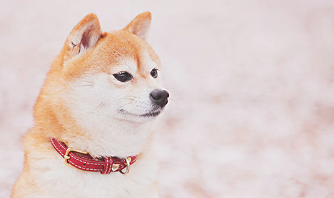 柴犬耳螨,可以用红药水吗? 柴犬耳螨,可以用红药水吗?