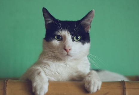 和猫咪的沟通比训练更重要，才能更好的跟猫咪相处！