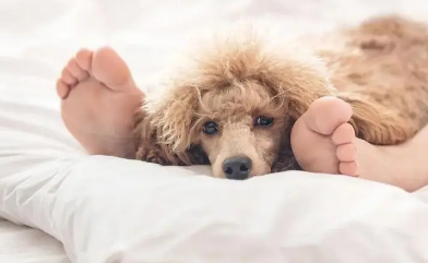狗狗为什么不肯睡主人床上 狗狗为什么不肯睡主人床上