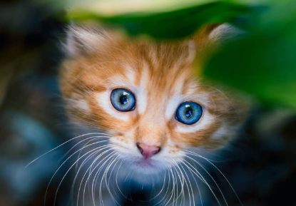 小猫老是打喷嚏怎么回事？