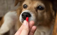 狗怀孕了能吃驱虫药吗