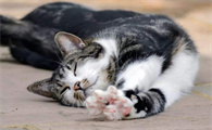 猫咪关节炎的症状有哪些?导致猫咪关节炎的原因是什么?(猫咪关节炎怎么确诊)