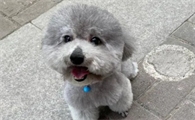 贵宾犬灰色多少钱一只